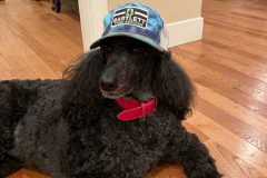 Dog-in-Hat